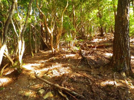 踏み跡があるものの適当に登っていくのだが、登り続きでかなり疲れてきた