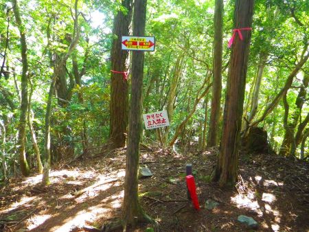 下調べしていた五大尊岳の山頂であるP825まで登ってきたけど、ここには何もなかった