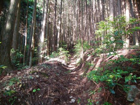 踏み跡はしっかりあるので登っていく