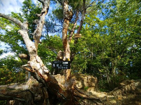権現山(423m)に到着