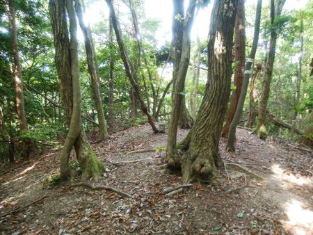 アップダウンのある尾根をひたすら歩いていく