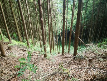 少しわかりにくいけど道路が見える。下山時にルートがなければここまで戻ってきて道路に下りる予定だった