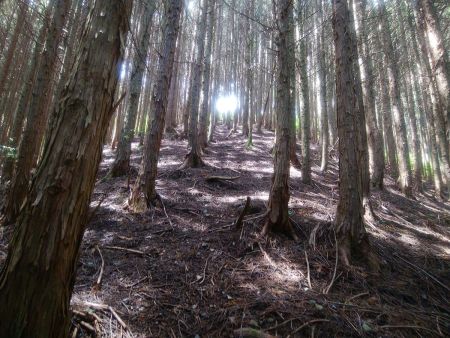 踏み跡からはずれて無理矢理尾根を登っていく。正規ルートではなさそうだけど地図をみるとこれを直登するしかなかった