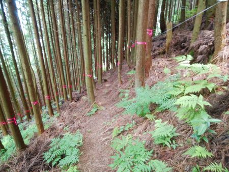 踏み跡を辿っていって地図を確認しながら下っていく