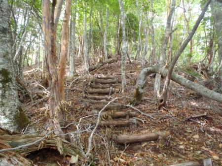 尾根道はバリルートでありながら階段とかある