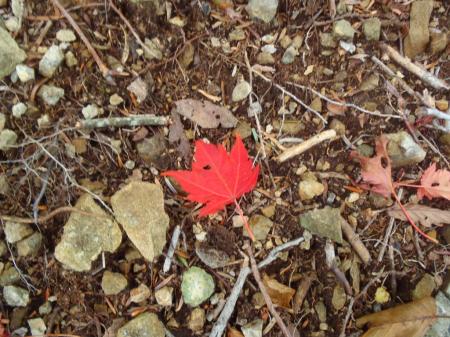 もうすっかり紅葉
