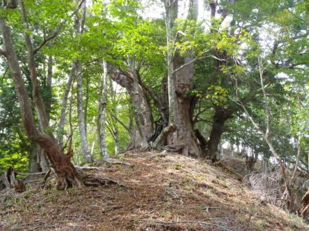 途中で巨木があった。さすが大峰山脈は生えてるものが違う