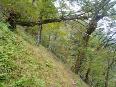 行者還岳のピークを踏むため大峯奥駈道を七曜岳のほうへ向かう