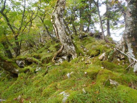 雨量が多いのかやっぱ苔ってる