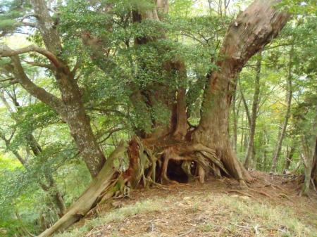 巨木を反対側からみた感じ。やっぱ秘境やね～