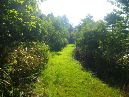 高坪山を目指して歩いていく。踏み跡があるということはみんな通ってるのかな