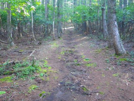 ここを登りきったところが高坪山の山頂なんだけど何もなかったので引き返した