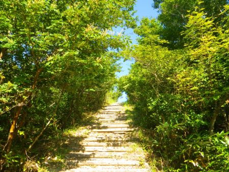 登山道は完全に整備されているけど階段ばかりでペースが乱される