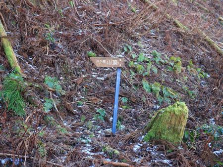 登山道は分岐っぽいところはプレートで案内してくれてるので親切だった