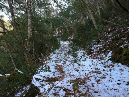 つづら折れの登りとなだらかな道が交互に続く登山道なので歩くのは楽だった