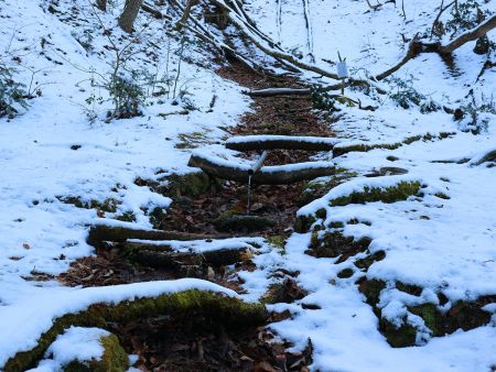 ここが水場かな！？ちょっとこれだと飲みたいとは思わないな