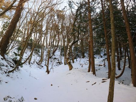 合流する尾根がみえた。ここまで急登みたいなのはなかったけどちょっと長く感じた