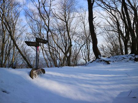 尾根に合流したところが知井坂分岐だけど、分岐の道はなかった