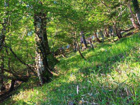 奥駆道が見えた。ここからはジグザグに登っていく