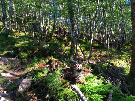 朝の苔地帯は美しい