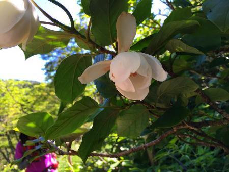 今回のメインでもあったオオヤマレンゲ