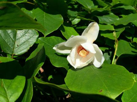 花に興味はかったけど大峰マニアとしてはオオヤマレンゲが気になっていたが、こんな花だったんだ