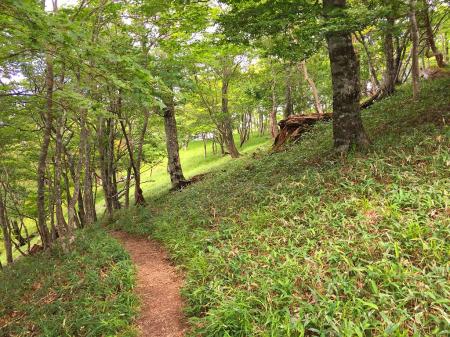奥駆道はいい道で歩きやすい