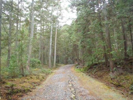 しばらくこういう林道が続く