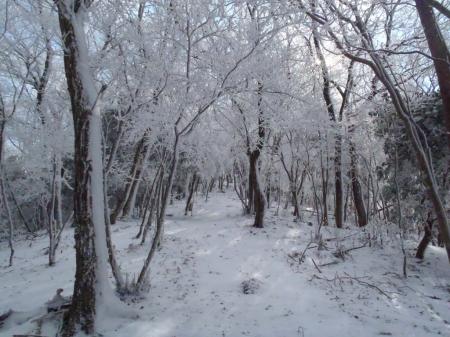 樹氷の道