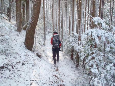 樹林から落ちてくる雪をかぶった姿ｗ