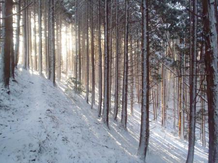 日が差して幻想的な風景になっていた