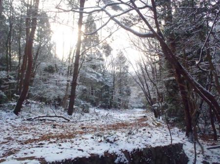 林道にでた。ここを右へ下る