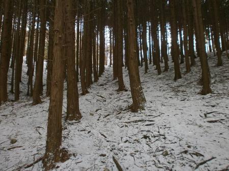 やっと尾根に入った