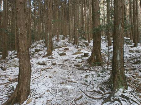 樹林帯に入ると少し道がわかりにくい