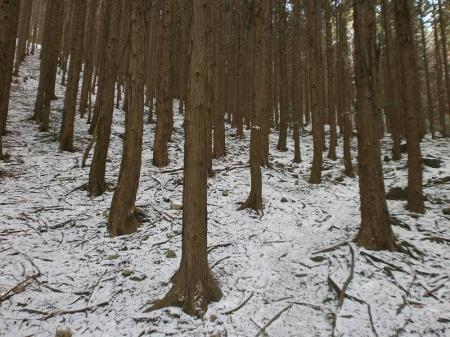 この辺りはほとんどテープ頼り（二箇所コースアウトした）