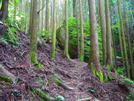 入山するとわずかな踏み跡があるのでそれを辿りながら登っていく
