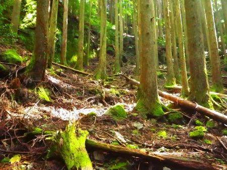 人気がない山なのか知らないけどかなり荒れていて踏み跡がわかりにくい