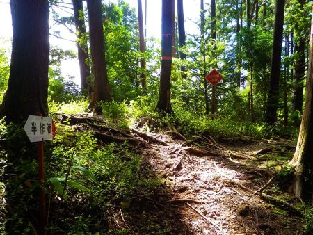 半作峠に到着。ここから尾根道を歩く。半作嶺はここを右へ行く