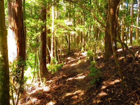まずはなだらかな尾根道が続くので踏み跡を辿っていく