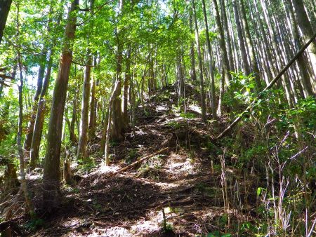 ここから少しだけ急登になって登ったところでもう一つの尾根に取り付く