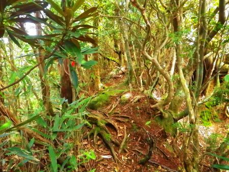 細尾根でかなり歩きにくいが枝を避けて歩いていく