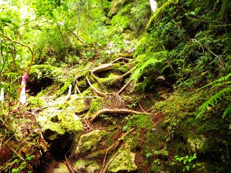 半作嶺への登りのはじまり。ここから面倒で急な登りになる