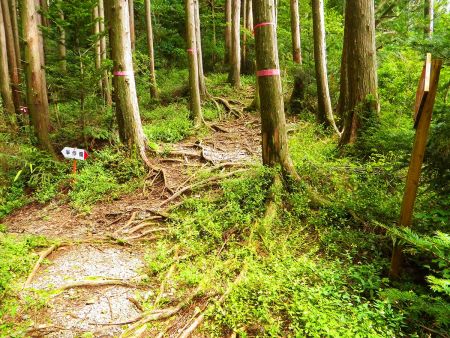 半作峠まで下ってきた。下りも最初は苦労したけどここまでくれば早い