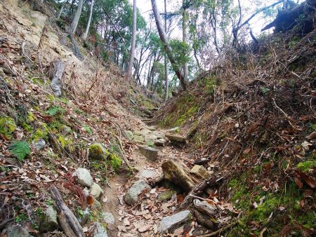 登山道は比較的整備されていて歩きやすい