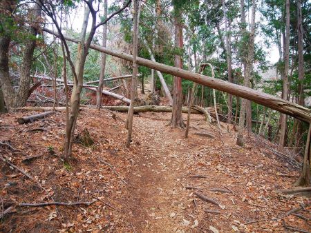 ちょっと倒木とかあるけど避けて歩いていける