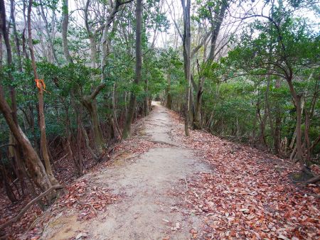 歩きやすい尾根道。こんな道が続いてくれれば楽なんだけどね