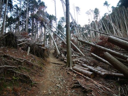 かなりの倒木地帯。これは台風でこうなったのかな！？