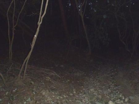 譲葉山頂へはさっきのブルーテープ手前のところのこういう場所を登ってもいけるが道が荒れている