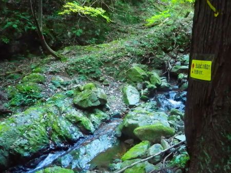 ここから何度か沢を渡るんだけど岩が湿っていて滑りやすいので注意しないといけない