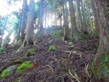 急登になってる尾根道を登っていくけど、少しつづら折れになってるので登りやすい